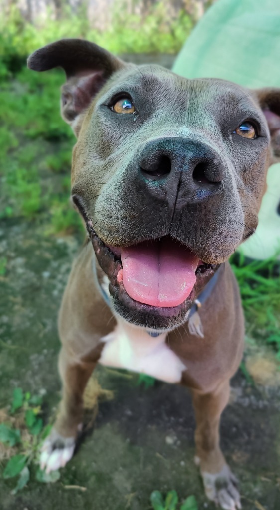 Layla, an adoptable Pit Bull Terrier in Meriden, CT, 06451 | Photo Image 3