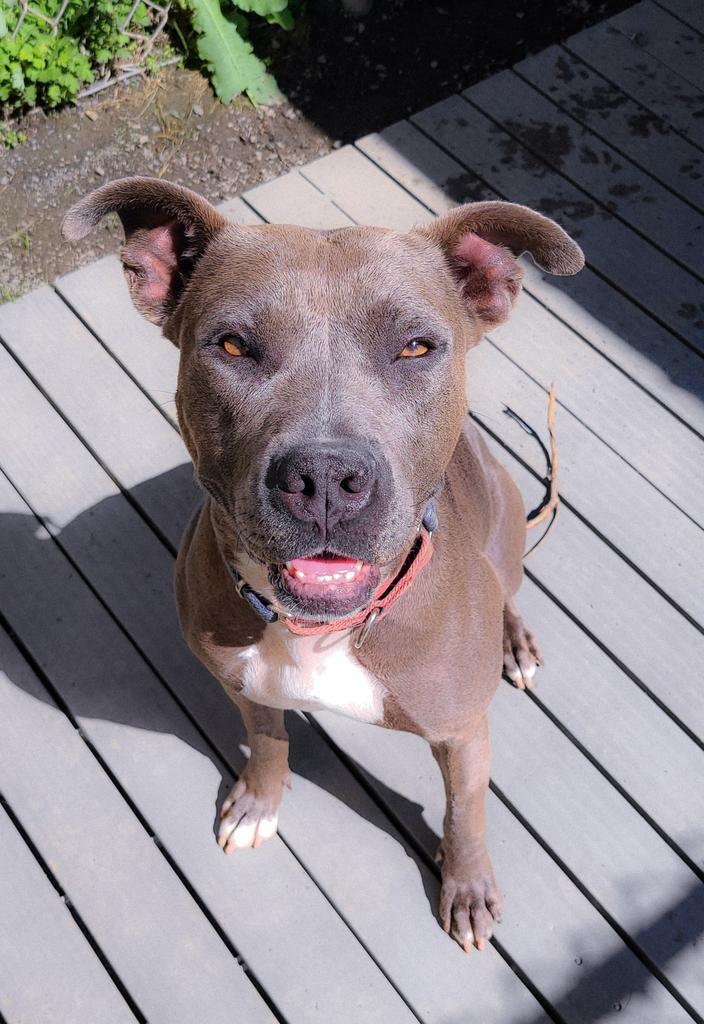 Layla, an adoptable Pit Bull Terrier in Meriden, CT, 06451 | Photo Image 4