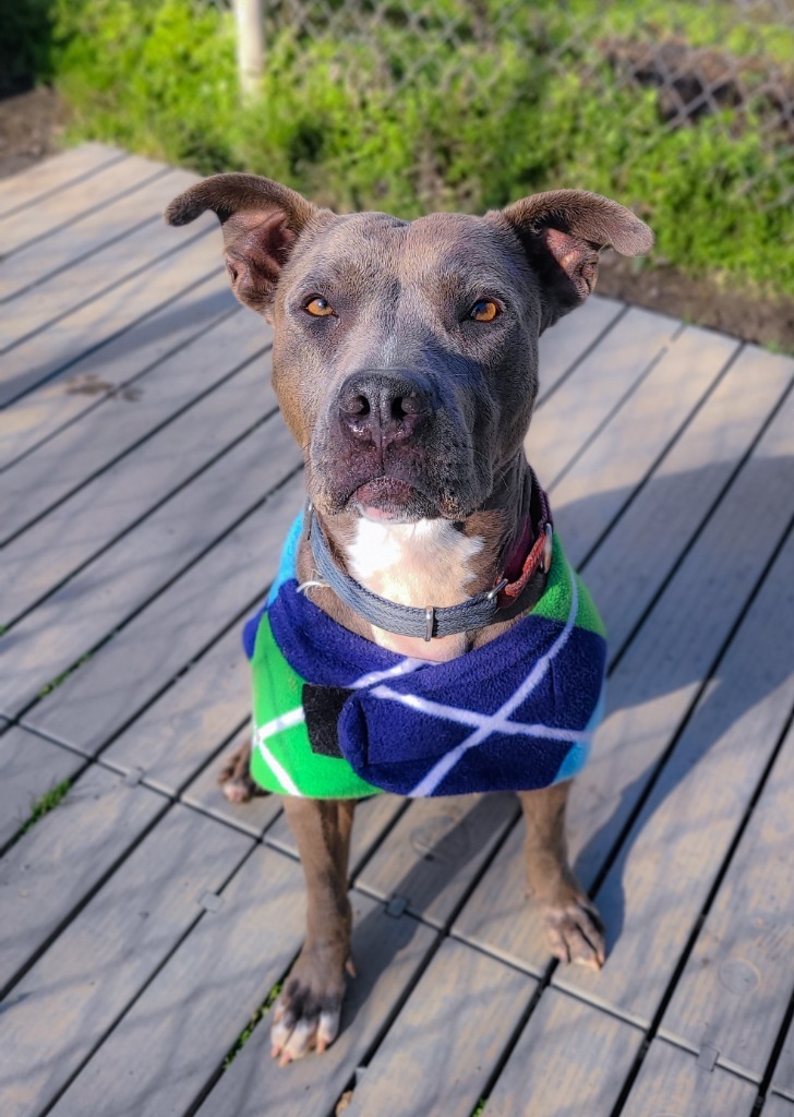Layla, an adoptable Pit Bull Terrier in Meriden, CT, 06451 | Photo Image 5