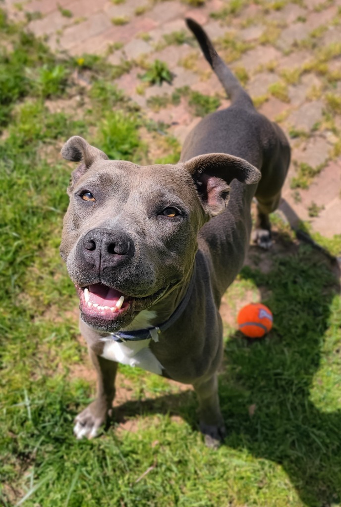 Layla, an adoptable Pit Bull Terrier in Meriden, CT, 06451 | Photo Image 6