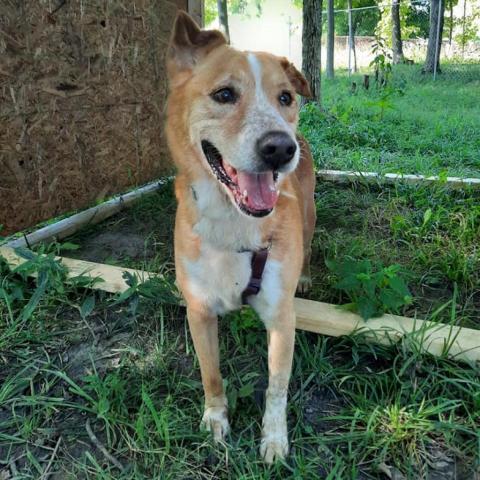 Dolly, an adoptable Cattle Dog in Liberty, IN, 47353 | Photo Image 2