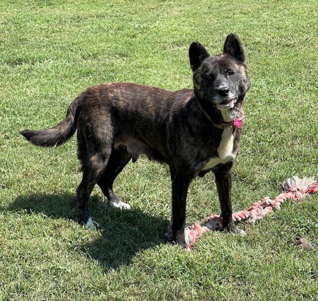 Dog for adoption - Lulu, an Akita in Jacksonville, FL | Petfinder