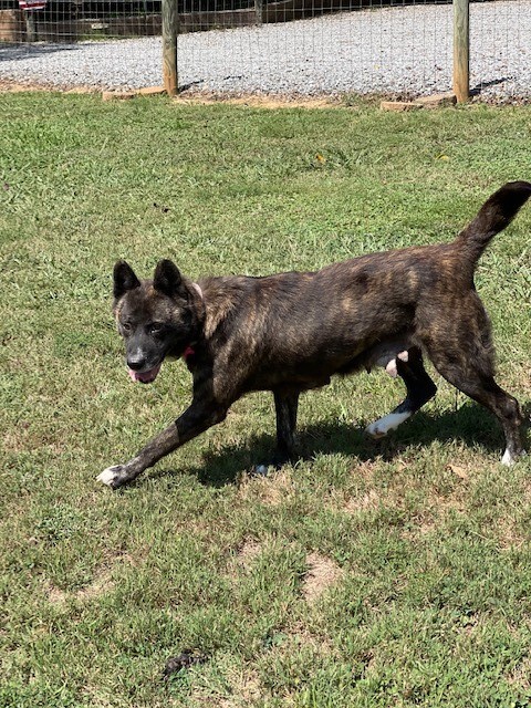 Lulu, an adoptable Akita in Jacksonville, FL, 32207 | Photo Image 2