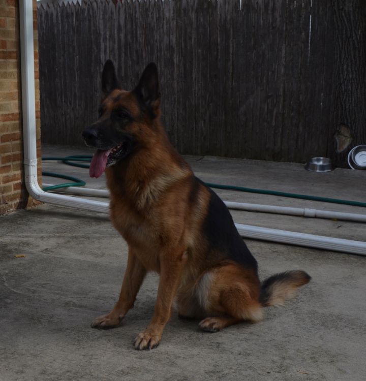 Argon - Bonded to Vianna, an adoptable German Shepherd Dog in Chicago, IL_image-2