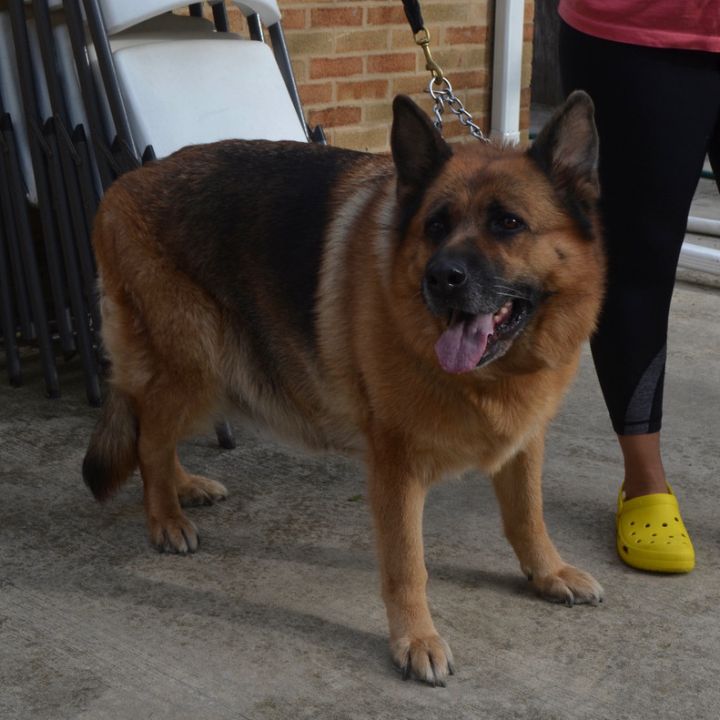 Vianna - bonded to Argon, an adoptable German Shepherd Dog in Chicago, IL_image-1