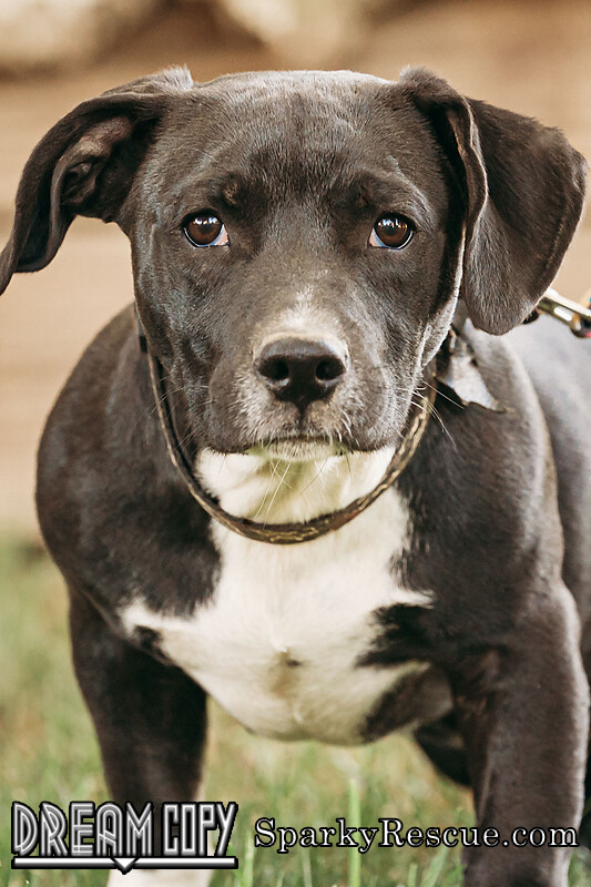 Wilbur DRD program, an adoptable Beagle Mix in Owensboro, KY_image-3