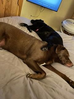 Izzy and Kodiak, an adoptable Labrador Retriever in Sioux City, IA, 51108 | Photo Image 2