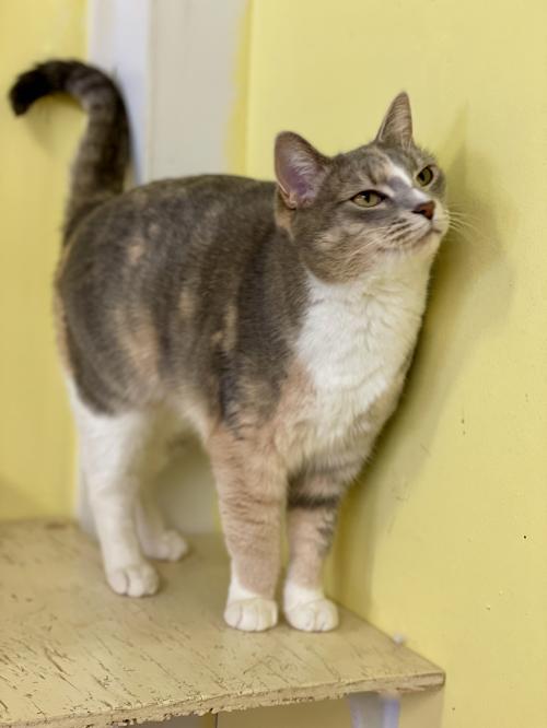 Missy, an adoptable Dilute Calico & Calico Mix in Flint Hill, VA_image-1