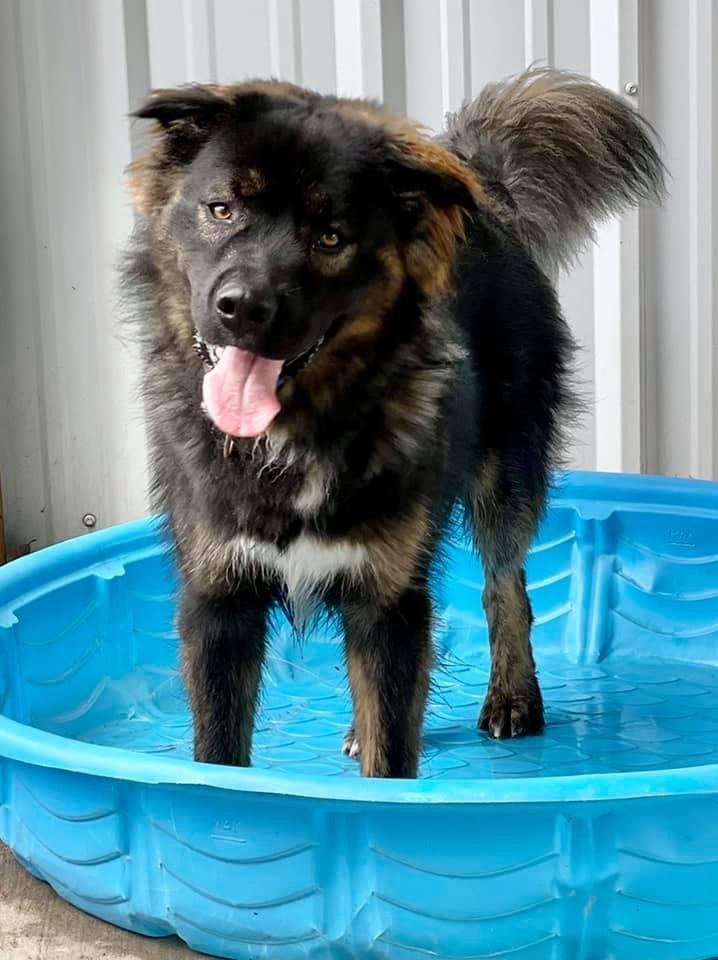 Dog For Adoption Thanos A Siberian Husky Newfoundland Dog Mix In Collinsville Ok Petfinder
