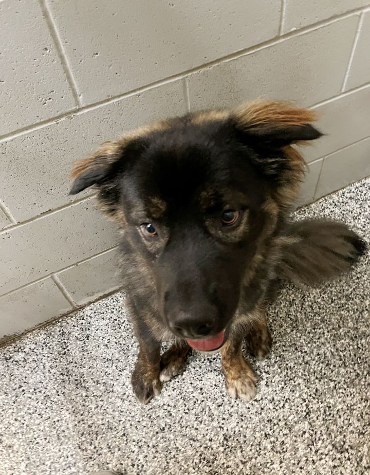 Dog For Adoption Thanos A Siberian Husky Newfoundland Dog Mix In Collinsville Ok Petfinder