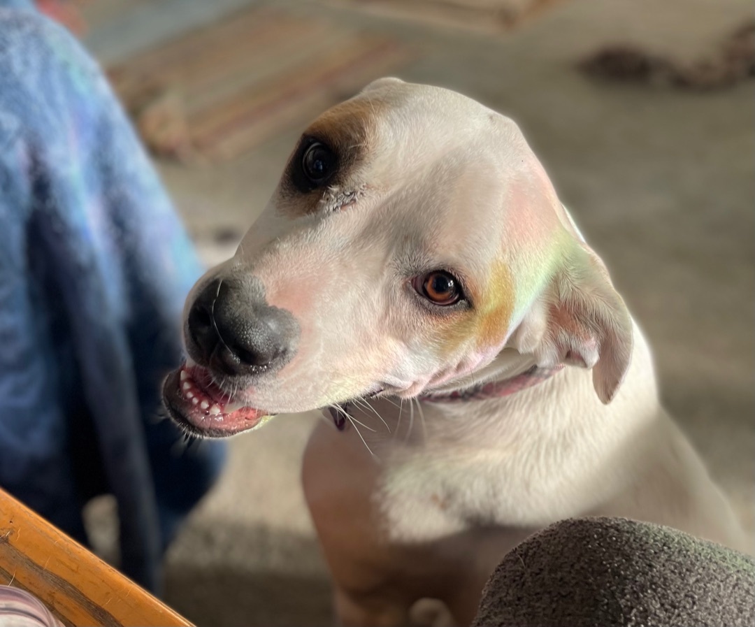 Freya, an adoptable American Bulldog, Pit Bull Terrier in Creston, IA, 50801 | Photo Image 3