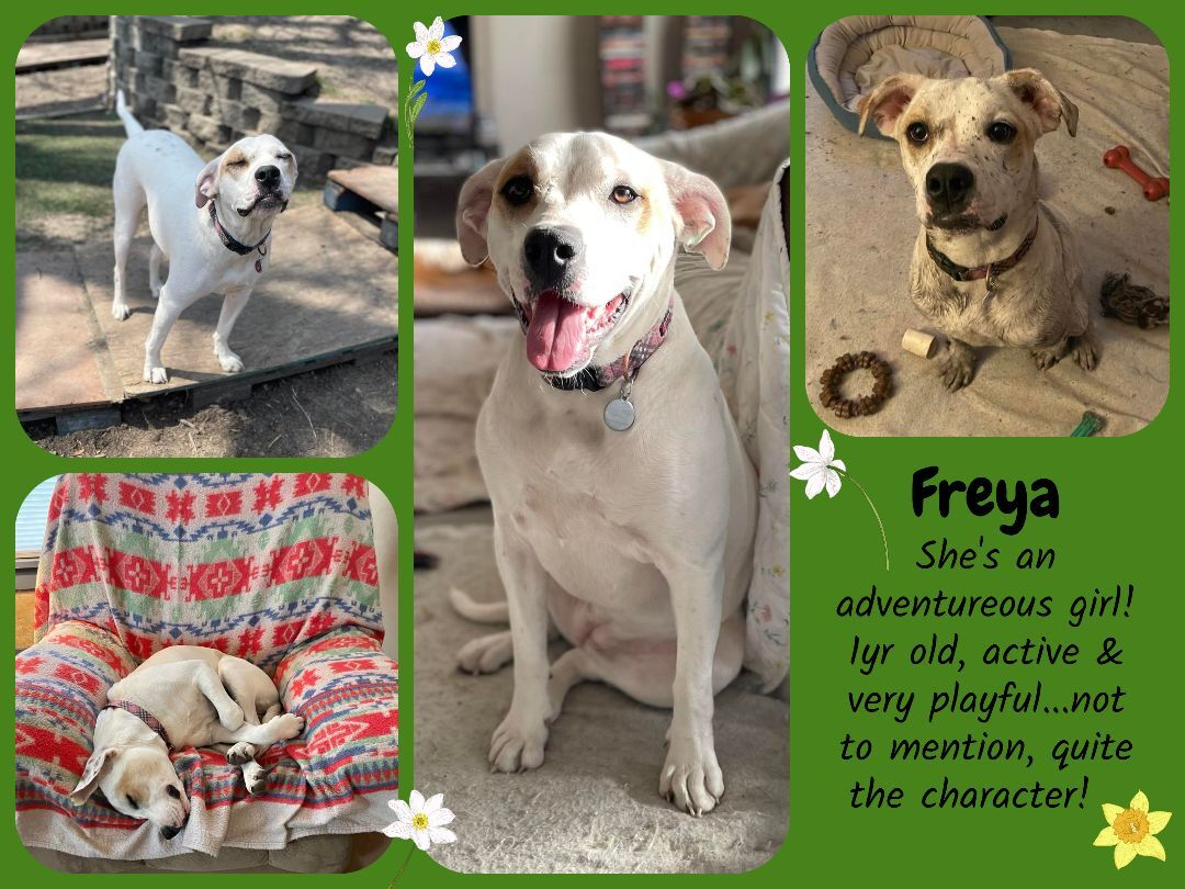 Freya, an adoptable American Bulldog, Pit Bull Terrier in Creston, IA, 50801 | Photo Image 4