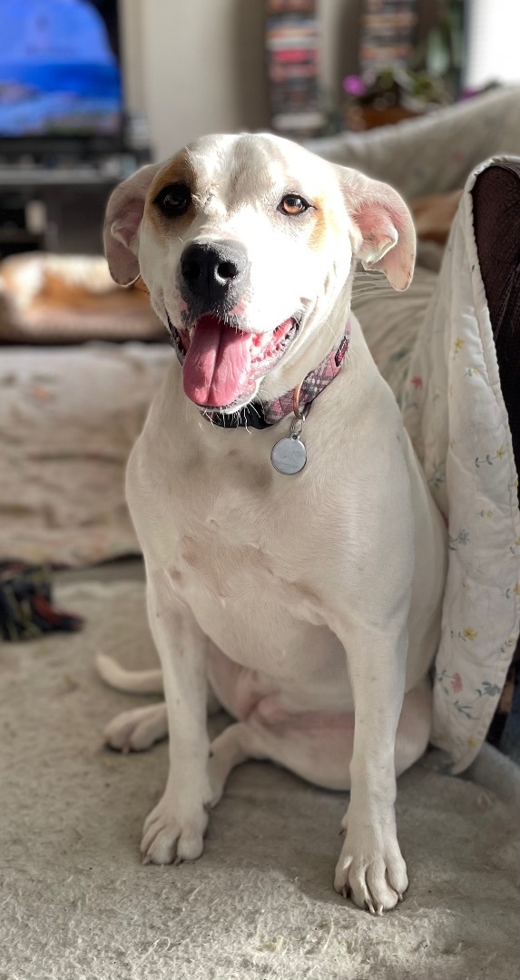 Freya, an adoptable American Bulldog, Pit Bull Terrier in Creston, IA, 50801 | Photo Image 5