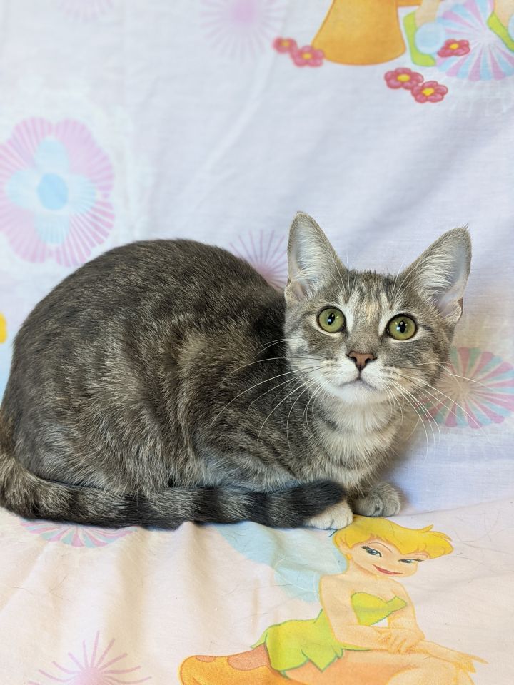 Fluffy, an adopted Domestic Short Hair & Dilute Tortoiseshell Mix in Onalaska, WI_image-6