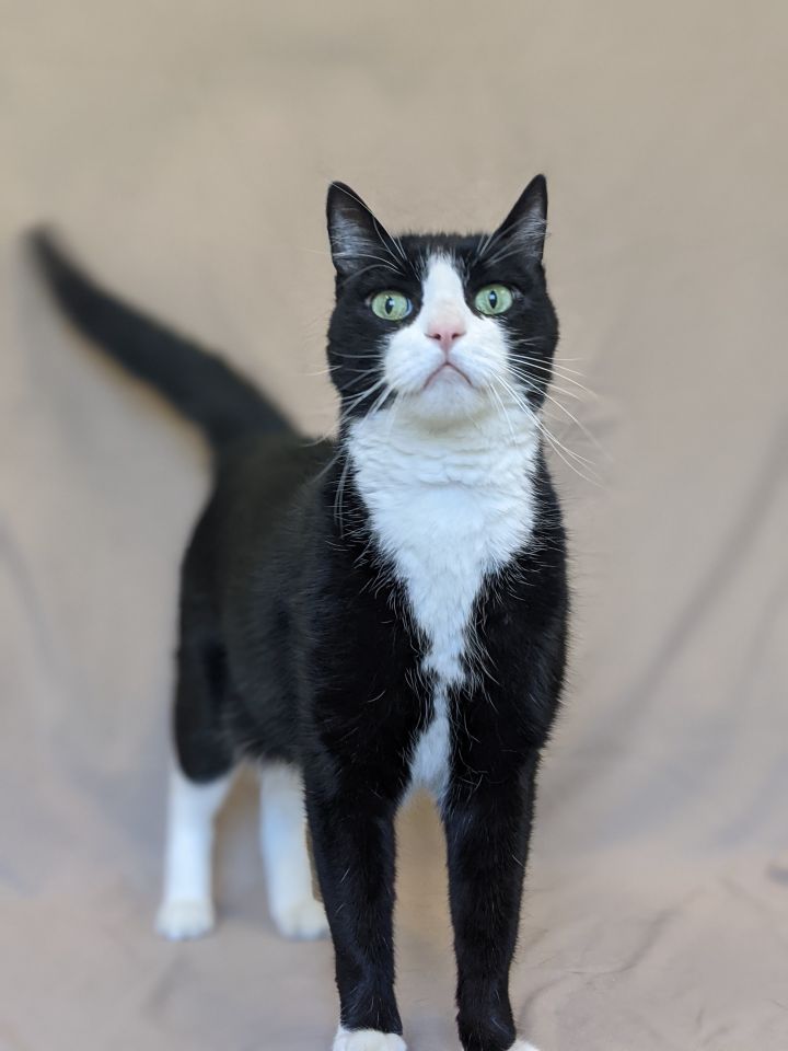 Leo, an adopted Domestic Short Hair & Tuxedo Mix in Onalaska, WI_image-1