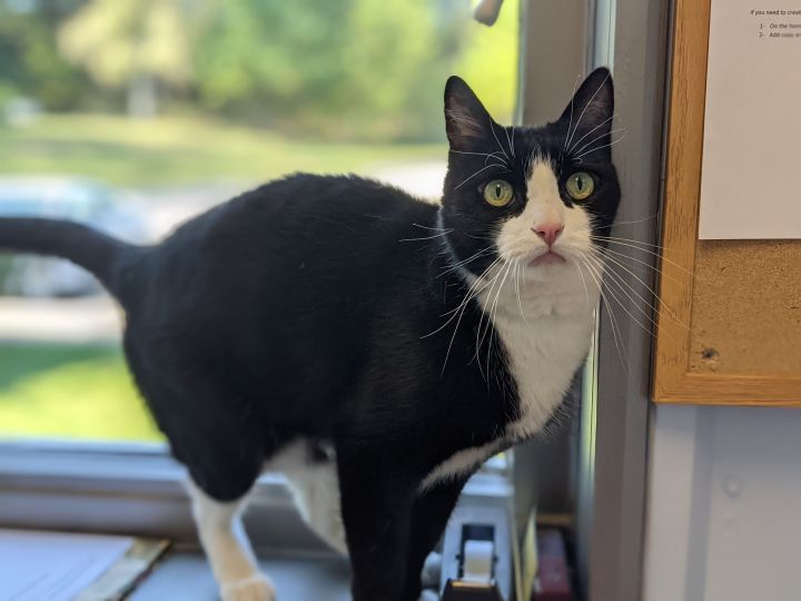 Leo, an adopted Domestic Short Hair & Tuxedo Mix in Onalaska, WI_image-4