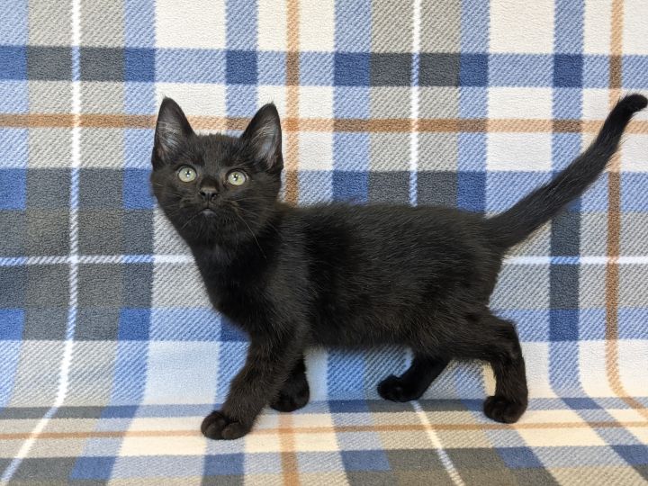 Pyrite, an adopted Domestic Short Hair in Onalaska, WI_image-1