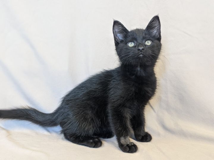 Calcite, an adopted Domestic Short Hair in Onalaska, WI_image-1