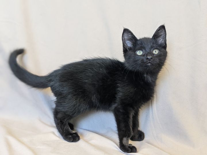 Calcite, an adopted Domestic Short Hair in Onalaska, WI_image-5