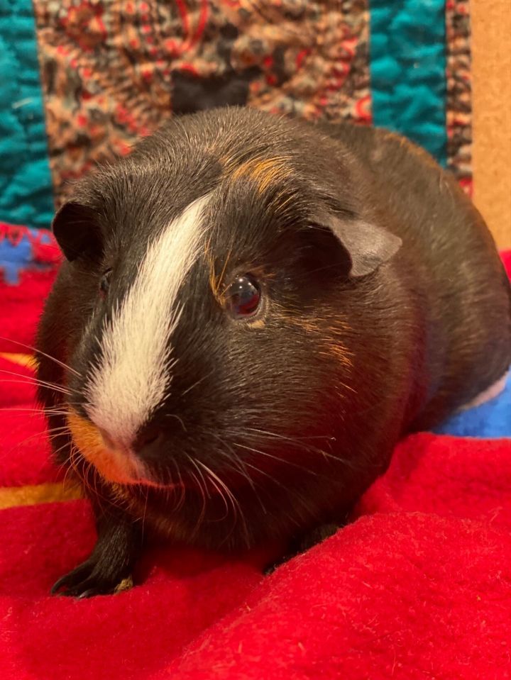 Themla, an adopted Guinea Pig in South Kingstown, RI_image-1