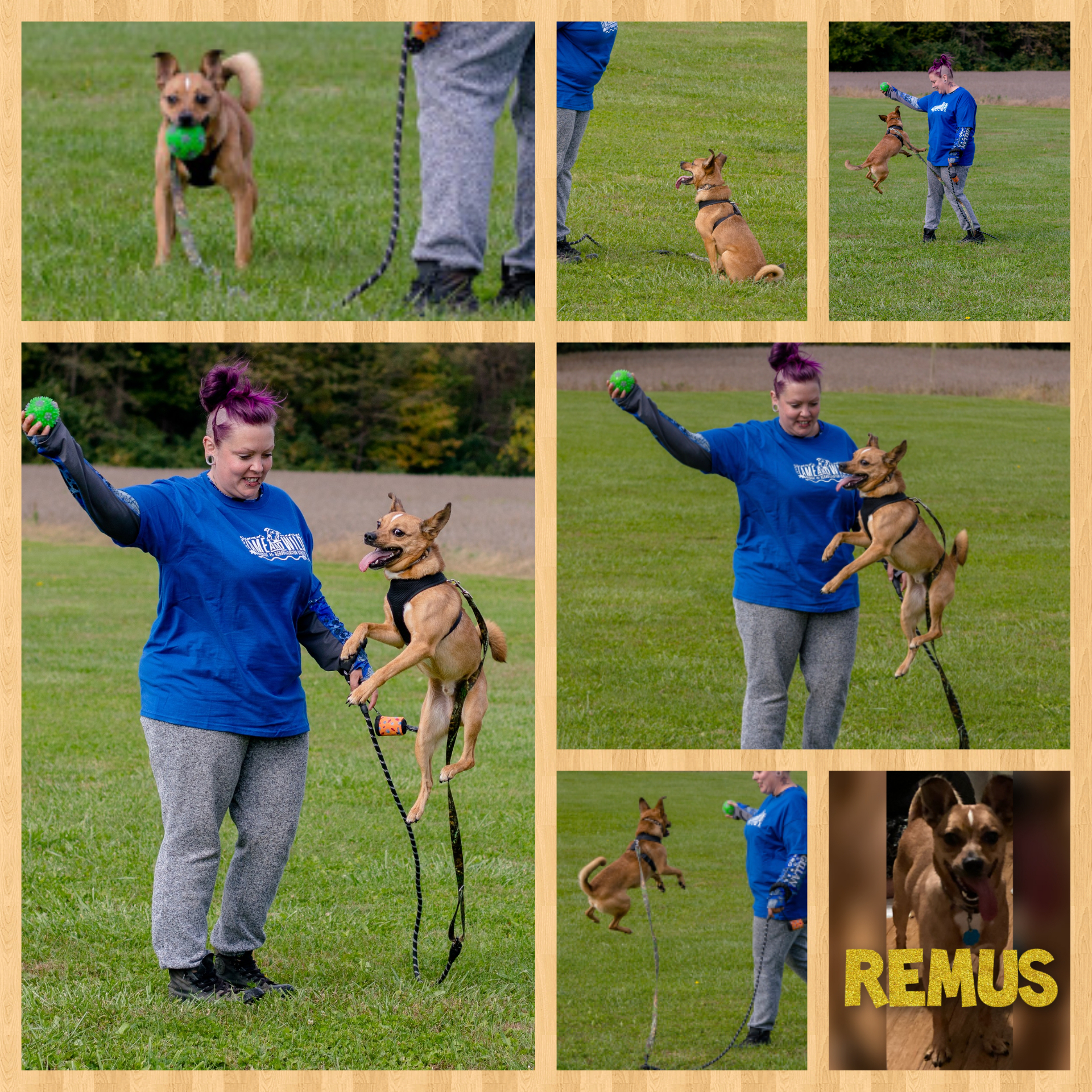 Remus, an adoptable Jack Russell Terrier, Pomeranian in Brandenburg, KY, 40108 | Photo Image 1