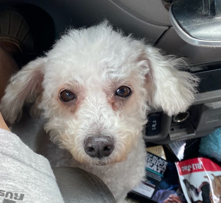 Petfinder poodle sale mix