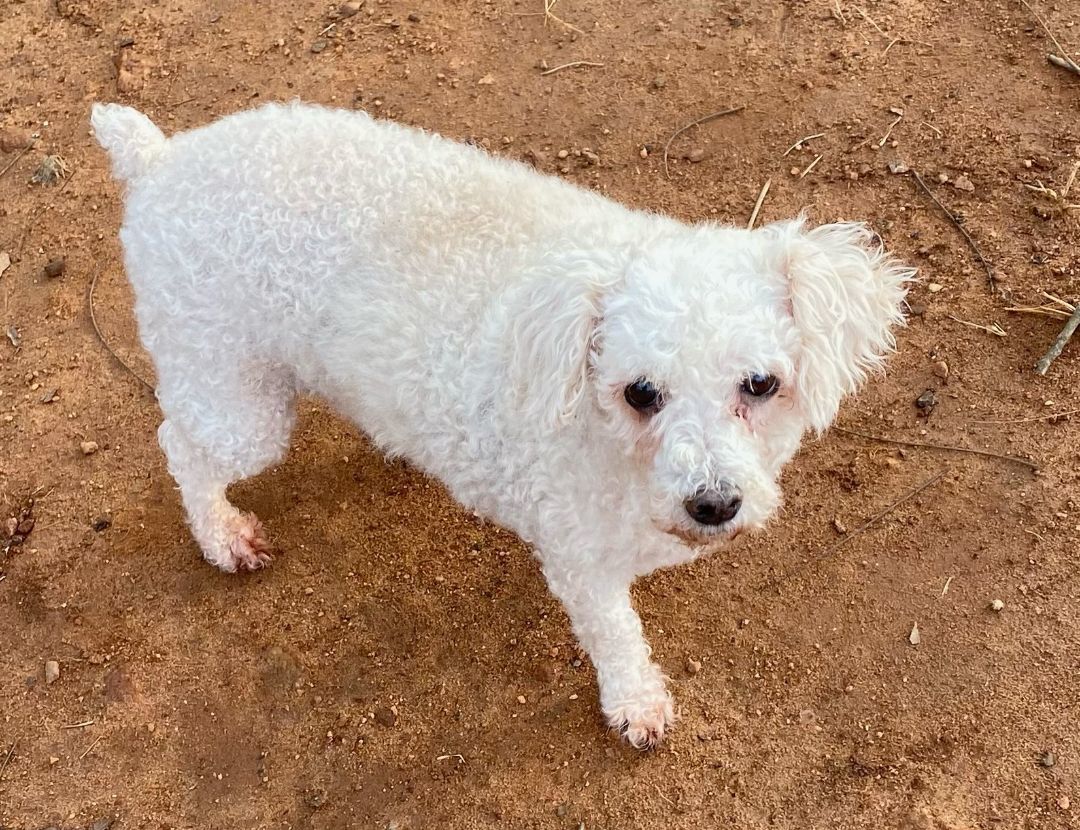 Simone, an adoptable Poodle in Monticello, GA, 31064 | Photo Image 6