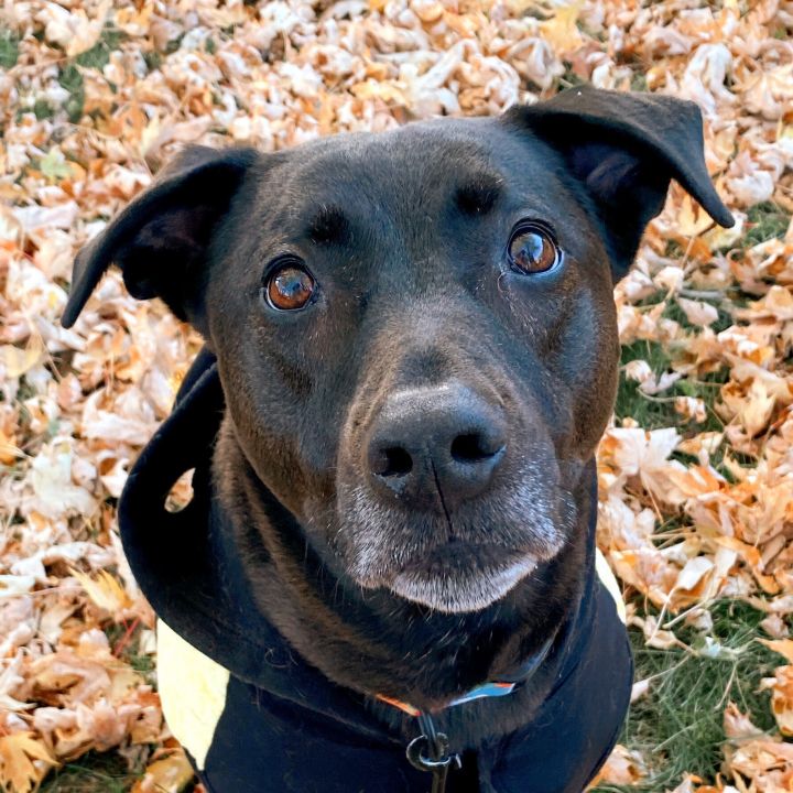 Ninja, an adoptable Labrador Retriever Mix in Minneapolis, MN_image-1