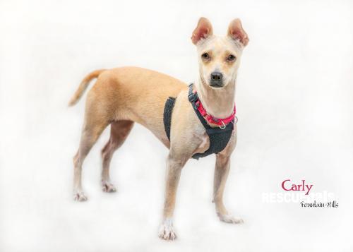 CARLY, an adoptable Chihuahua in Fountain Hills, AZ, 85268 | Photo Image 1