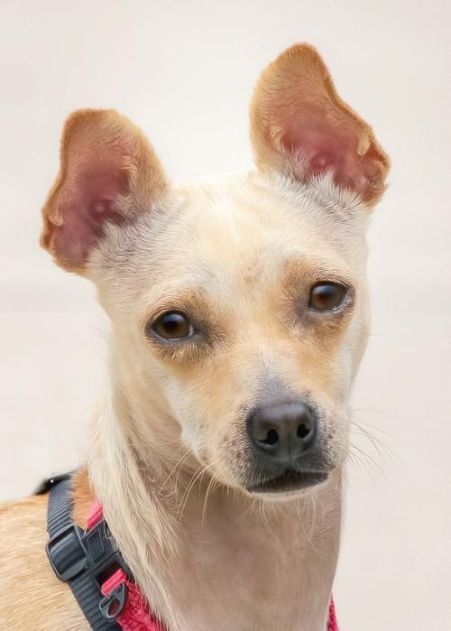 CARLY, an adoptable Chihuahua in Fountain Hills, AZ, 85268 | Photo Image 2