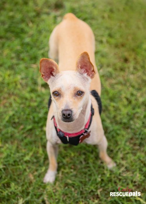 CARLY, an adoptable Chihuahua in Fountain Hills, AZ, 85268 | Photo Image 3