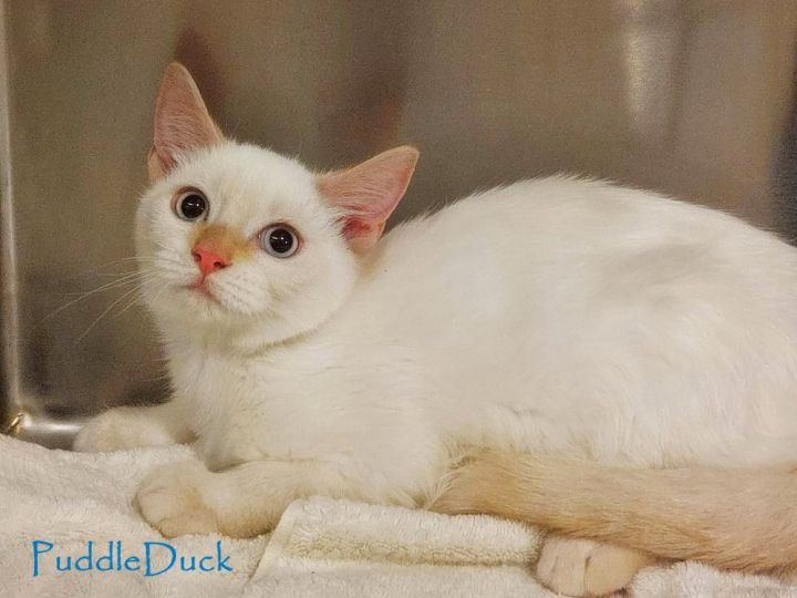 PuddleDuck *kitten*, an adoptable Siamese Mix in Culpeper, VA_image-1