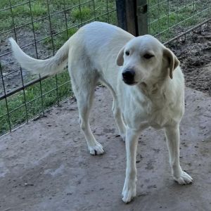 Tara, Adult Female Mixed Breed