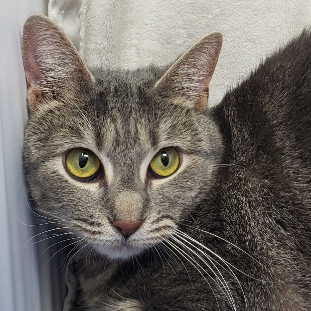 Ariel, an adoptable Domestic Short Hair, Tabby in Fishkill, NY, 12524 | Photo Image 1