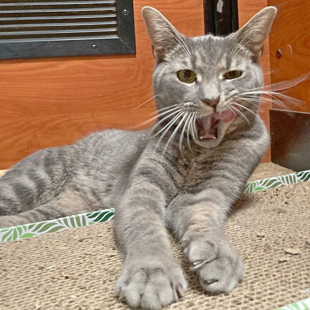 Ariel, an adoptable Domestic Short Hair, Tabby in Fishkill, NY, 12524 | Photo Image 2