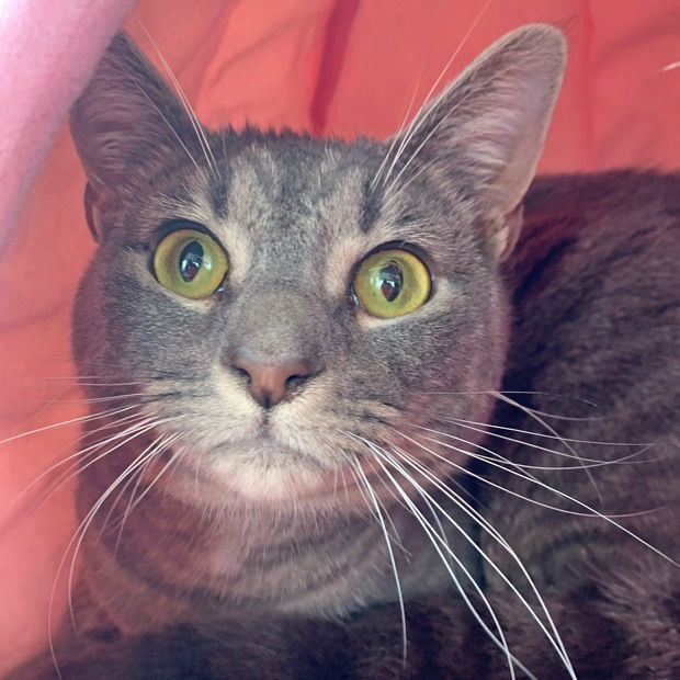 Ariel, an adoptable Domestic Short Hair, Tabby in Fishkill, NY, 12524 | Photo Image 3