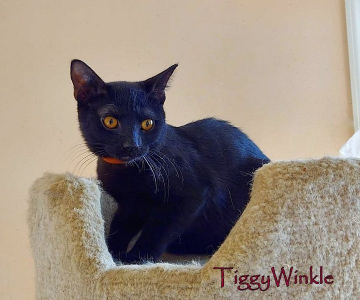 TiggyWinkle, an adoptable Domestic Short Hair in Culpeper, VA_image-1