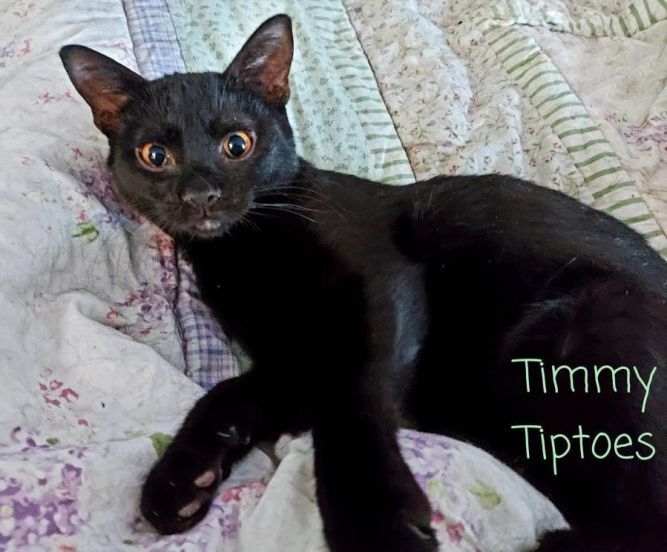Timmy Tiptoes *kitten*