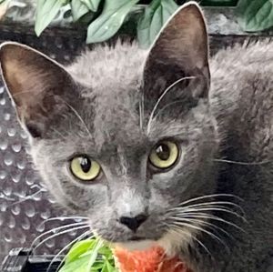 Kat is a small young gray and white male He was born outside but cared for by people behind an