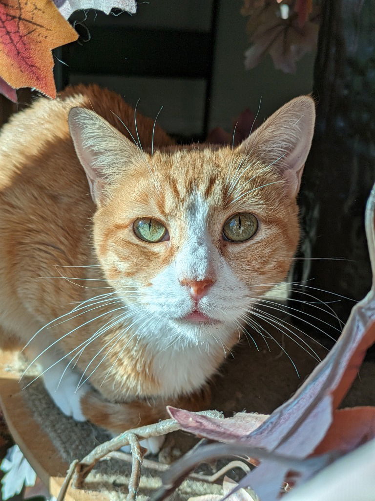 Pumpkin Spice, an adoptable Tabby in San Antonio, TX, 78247 | Photo Image 1