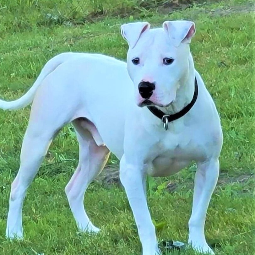 dogo argentino red nose pitbull mix