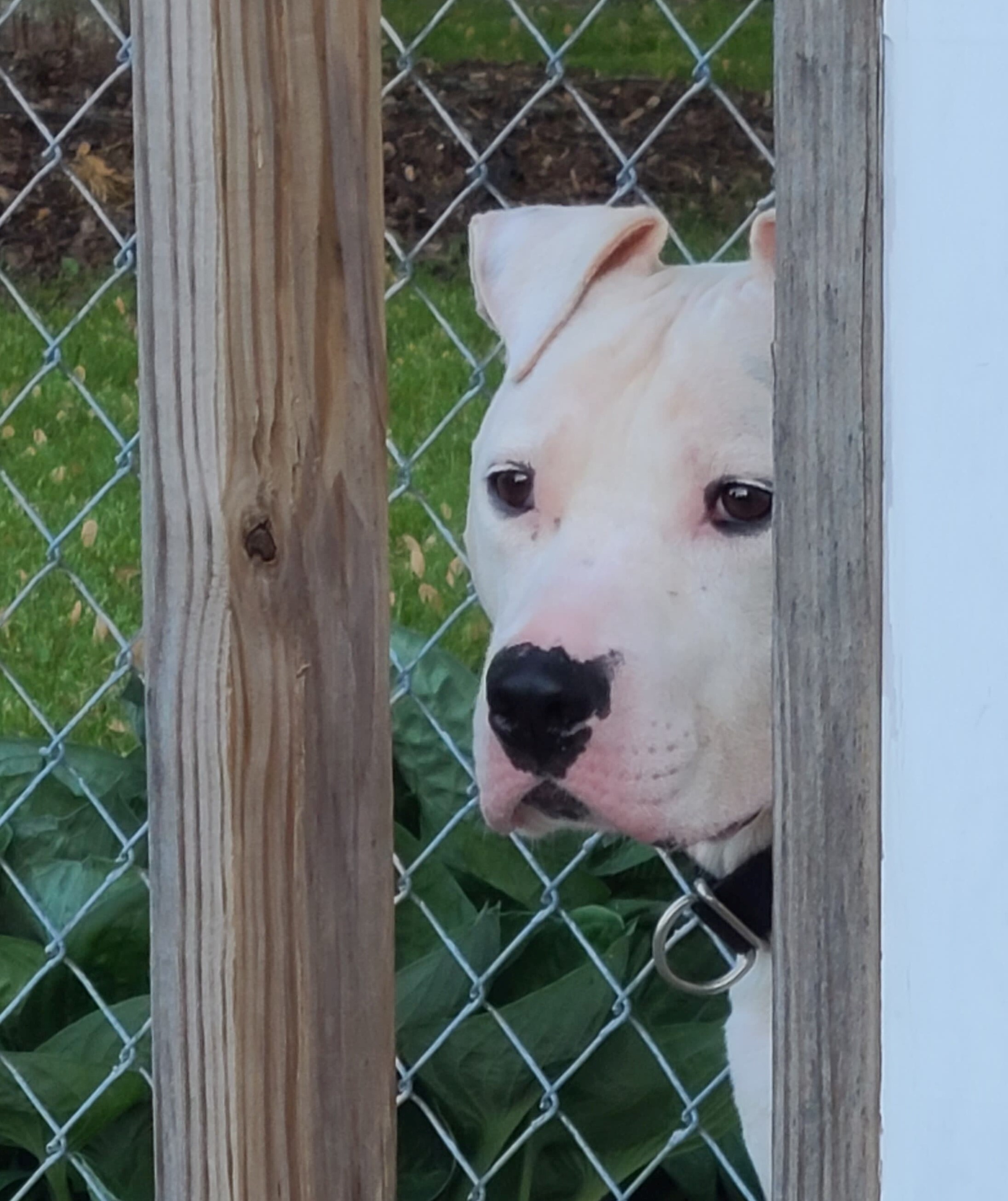 ZACK, an adoptable American Bulldog, Dogo Argentino in Burton, MI, 48519 | Photo Image 2