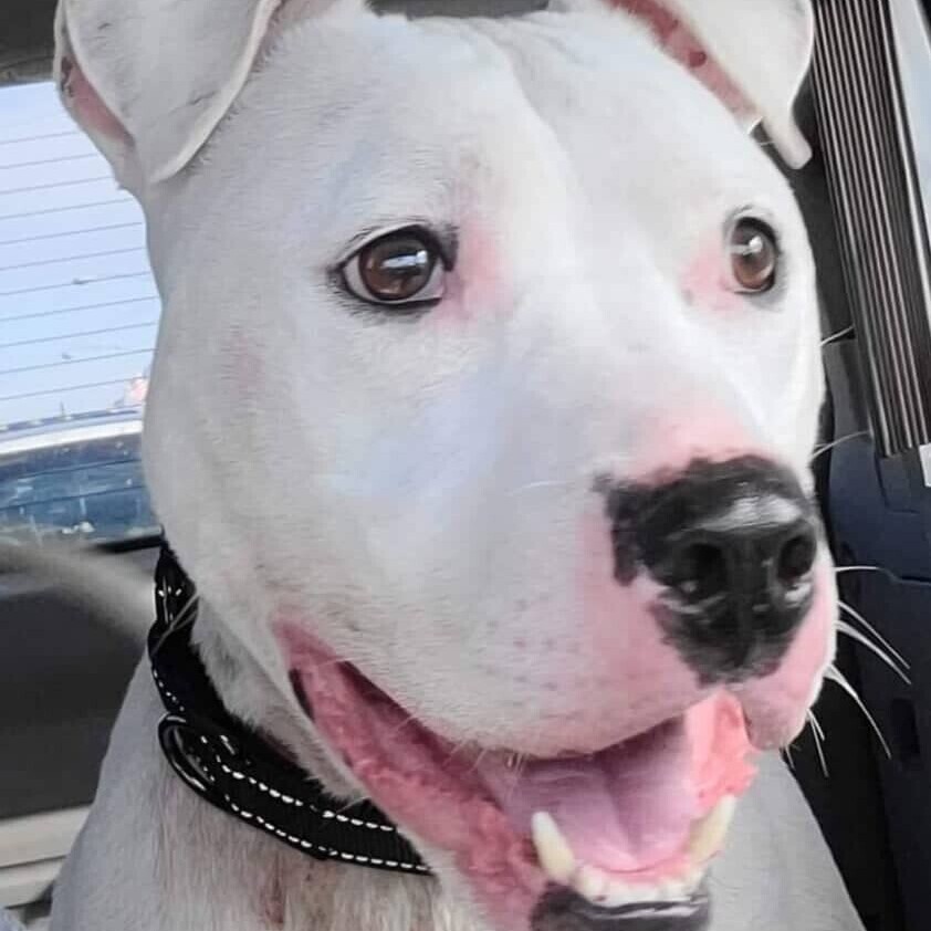 ZACK, an adoptable American Bulldog, Dogo Argentino in Burton, MI, 48519 | Photo Image 3