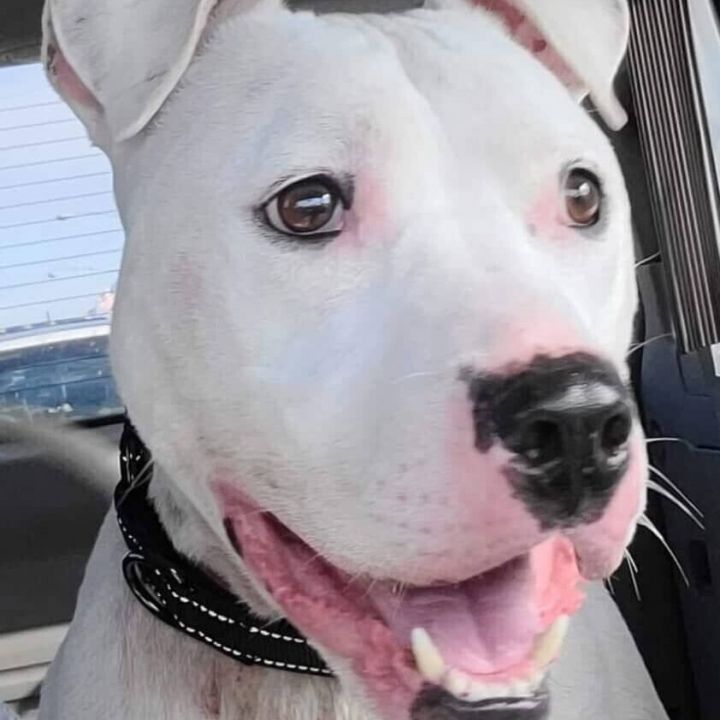 American bulldog store dogo argentino mix