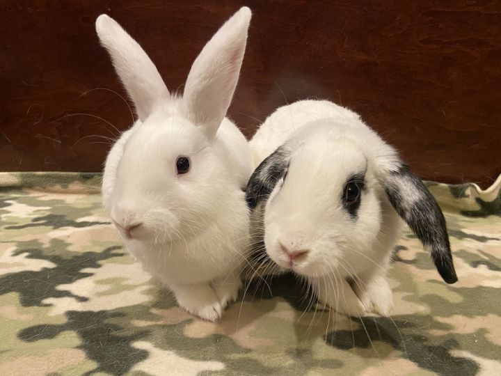 Penguin & Selena (bonded pair), an adoptable Bunny Rabbit in Albuquerque, NM_image-1