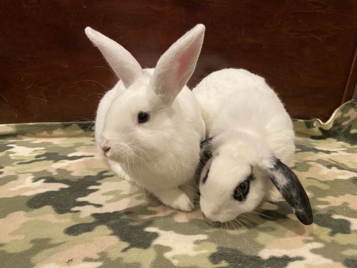 Penguin & Selena (bonded pair), an adoptable Bunny Rabbit in Albuquerque, NM_image-3