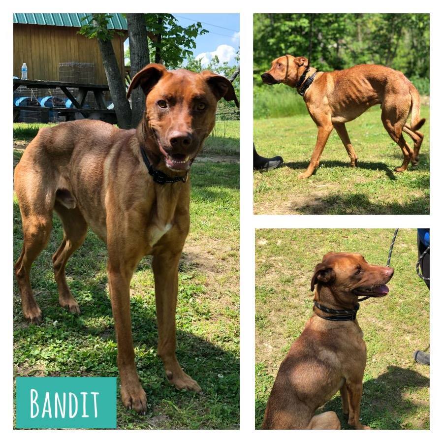Bandit, an adoptable Basenji, Shepherd in Huntington, WV, 25705 | Photo Image 2