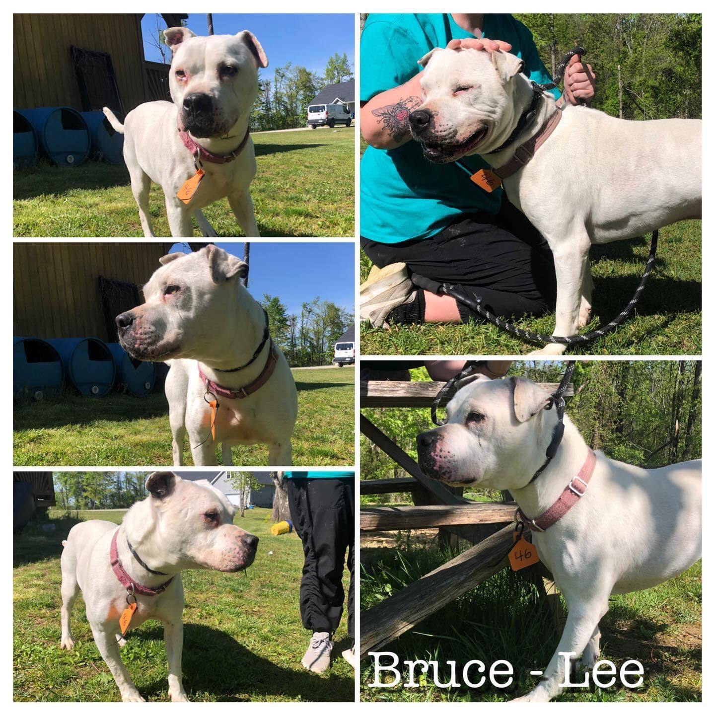 Bruce Lee, an adoptable Boxer, American Bulldog in Huntington, WV, 25705 | Photo Image 1