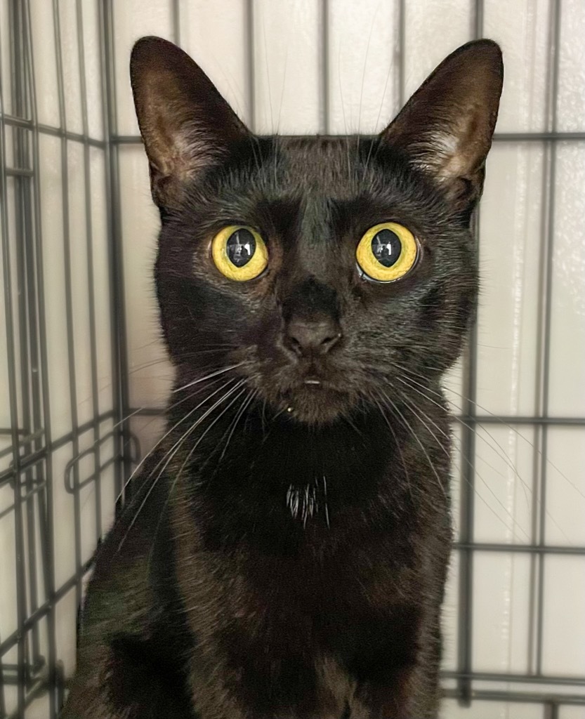 Kitty Bennet, an adoptable Domestic Short Hair in Portland, IN, 47371 | Photo Image 2