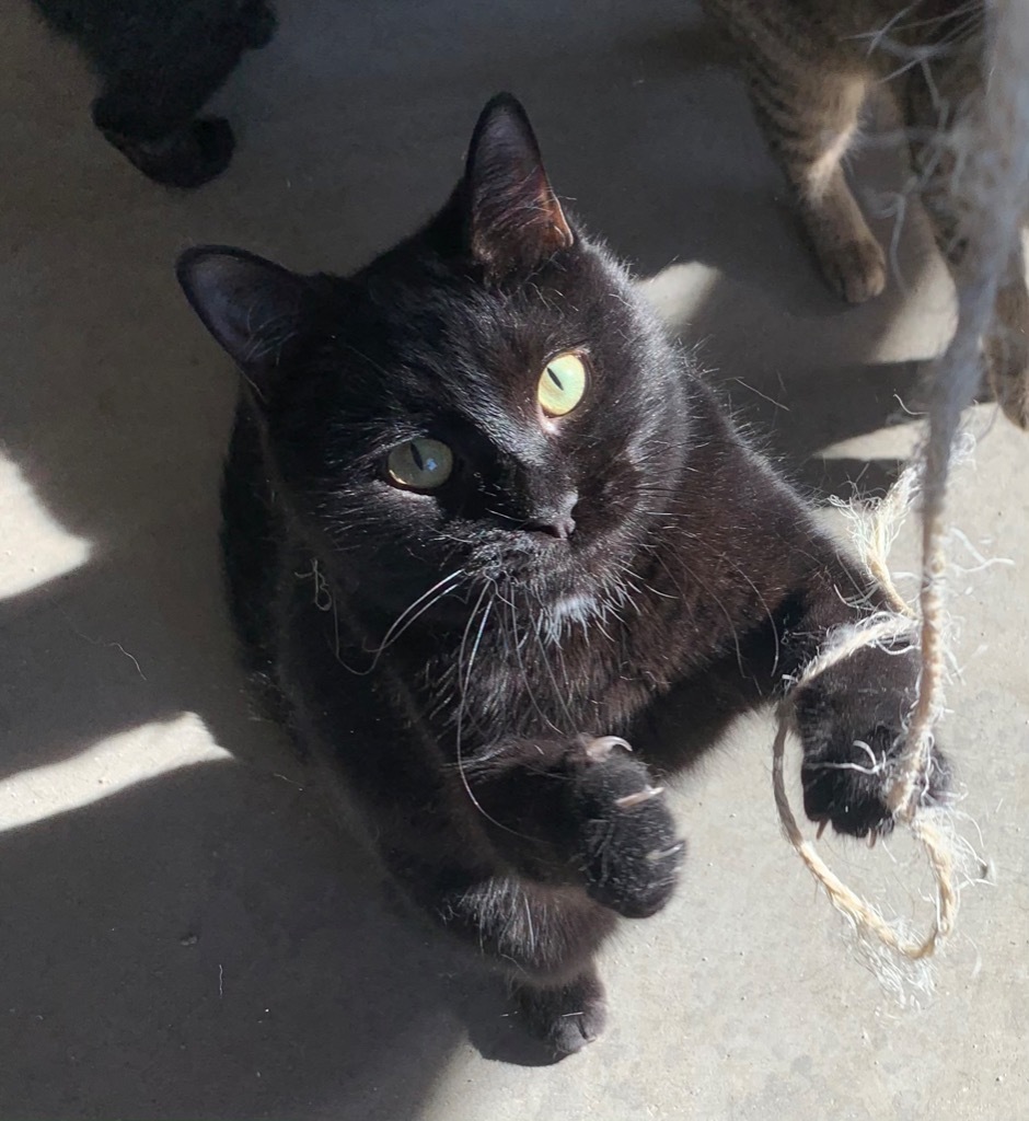 Darcy, an adoptable Domestic Short Hair in Portland, IN, 47371 | Photo Image 1